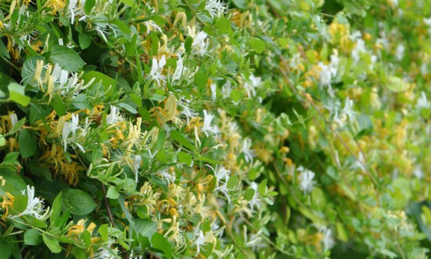 Image 1: Honeysuckle 'Halliana' Lonicera japonica Climber Plant