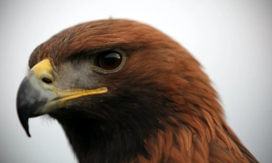 Image 3: Soar to New Heights with Falconry Adventures!