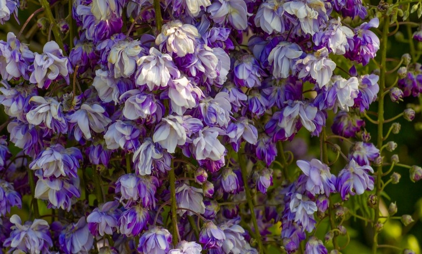 Image 5: Wisteria Plants