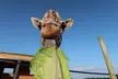 ⭐️ Single-Day Admission for African Safari Wildlife Park in Port Clinton Ohio (Up to 37% Off)⭐️   - Second Medium