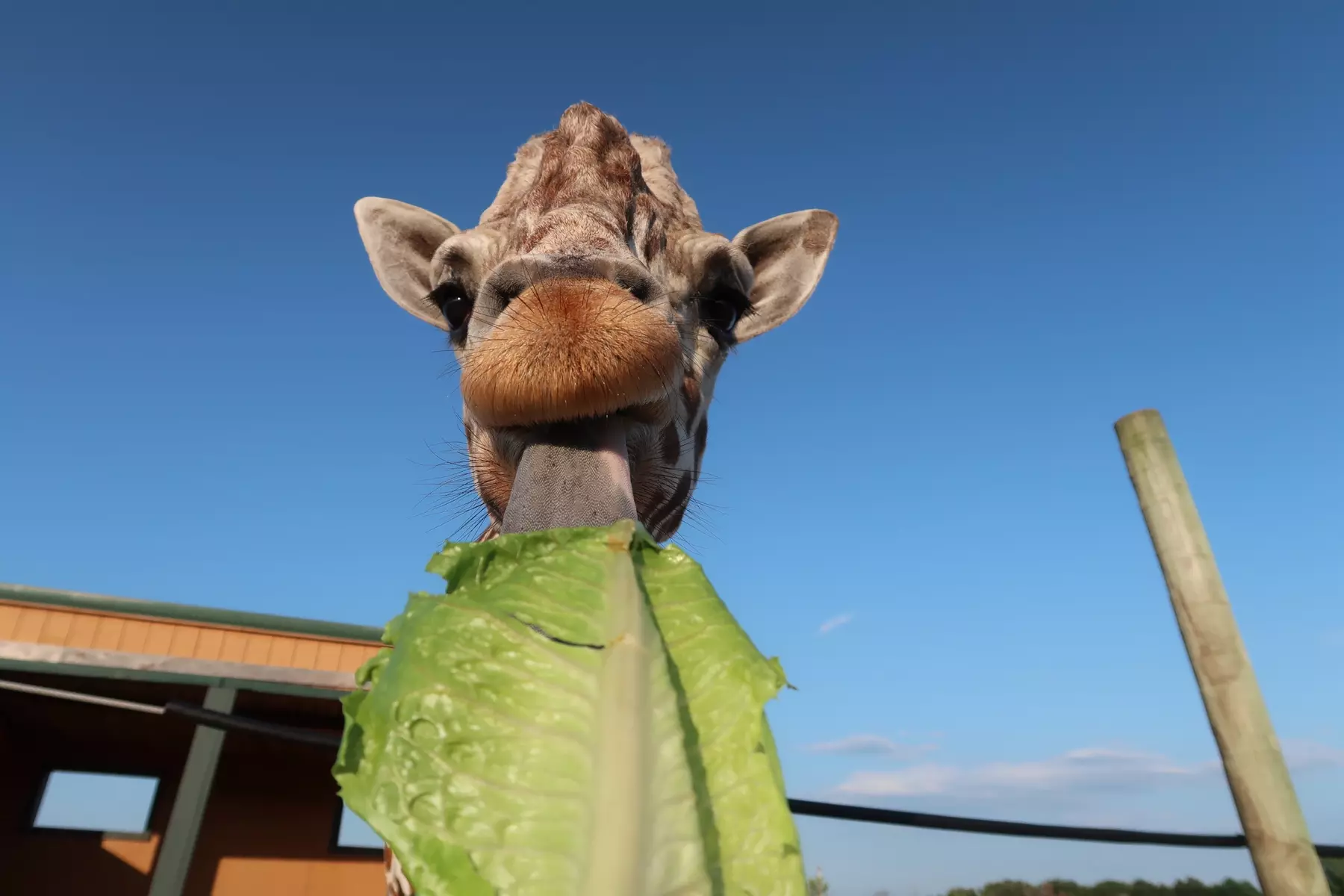 Up to 21% Off Admission at African Safari Wildlife Park - Ohio