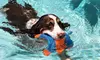 Two Days of Doggy Daycare at D.O.G. Fort Lauderdale (57% Off)
