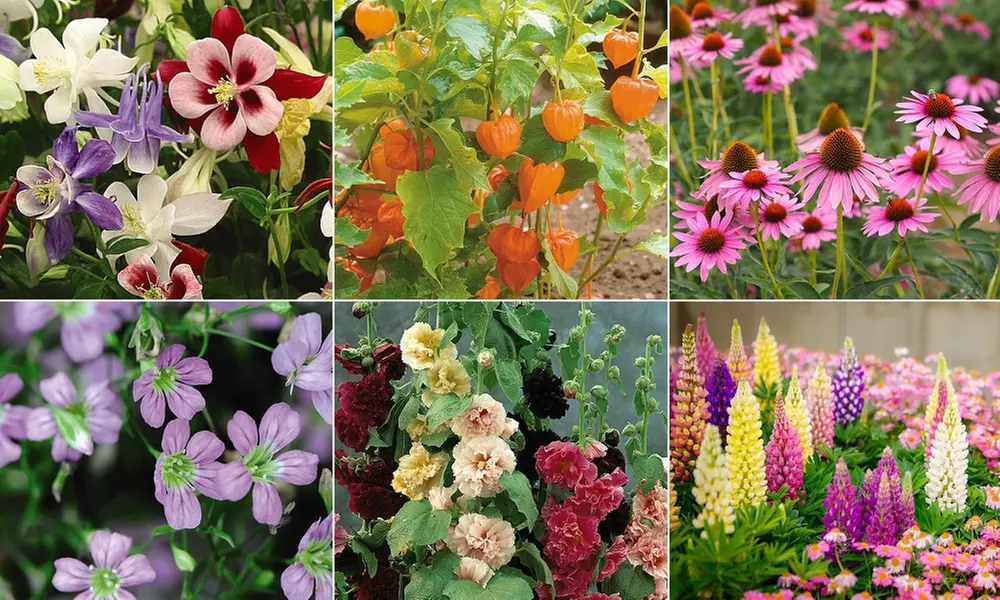 Perfect for Pollinators Perennials - 18 or 36 Plants - Primary Image