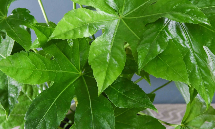 Image 4: Fatsia Japonica Castor Oil Plant