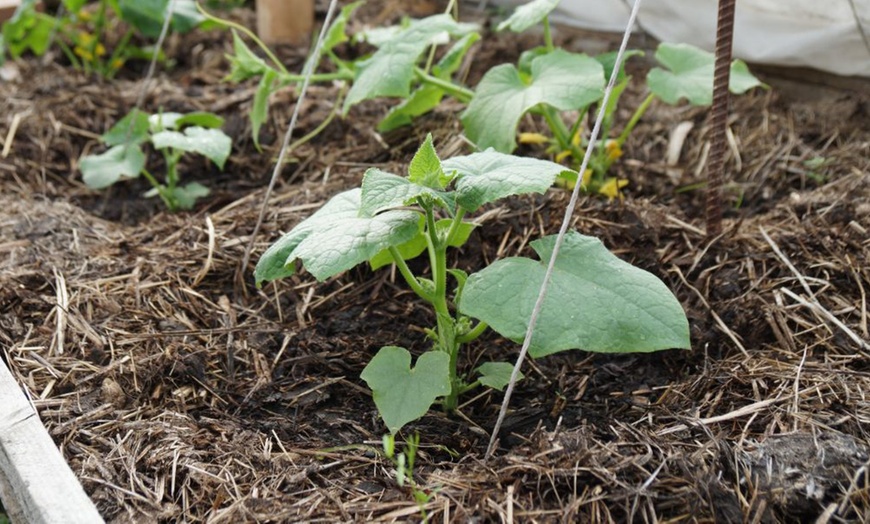 Image 5: One or Two Garden Strulch Mulch 100 Litre Bags