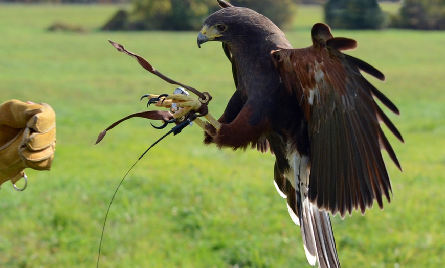 Image 2: Falconry and Archery Experience