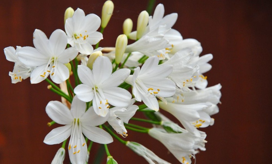 Image 6: One or Two Agapanthus Ever White Potted Plants 