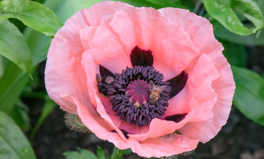 Image 5: Poppy Oriental Collection - 4 or 8 Plants