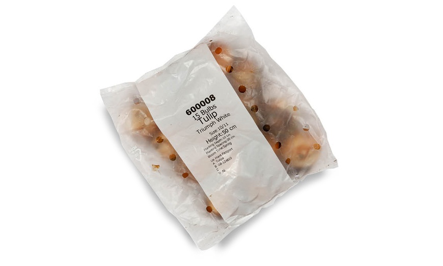 Image 2: 15 or 30 Tulip 'Triumph White' Spring Flowering Bulbs