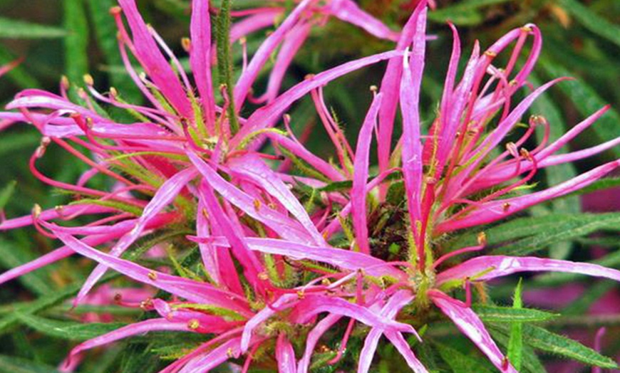 Image 2: Azalea Fuji Plant