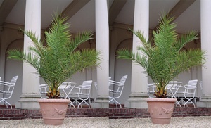 One or Two Canary Island Phoenix Palms 1.5-Litre Pot Plants