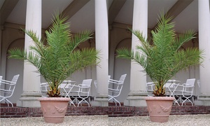 Canary Island Phoenix Palms – 1 or 2 Potted Plants (1.5-Litre Pots)