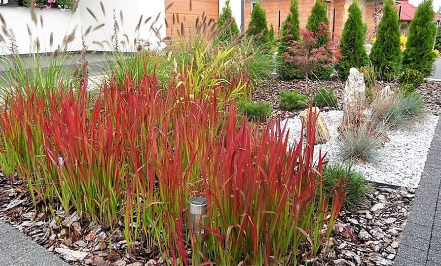 Image 2: Japanese Red Grass