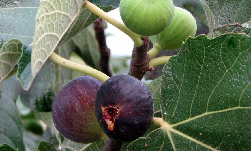 Image 6: Mediterranean Fruit Trees