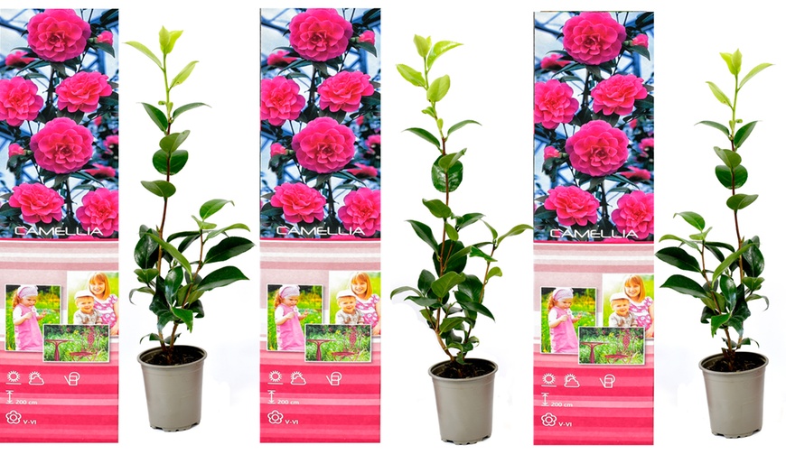 Image 7: Set van 3 of 6 Japanse rozen 'Camellia' van OH2