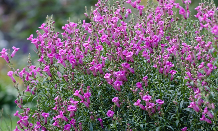 Image 2: Antirrhinum Pretty in Pink - 1, 2 or 3 Plants in 1-Litre Pots
