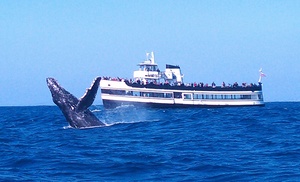 3.5 Hours Whale Watching Adventure in San Diego with Open Air Viewing