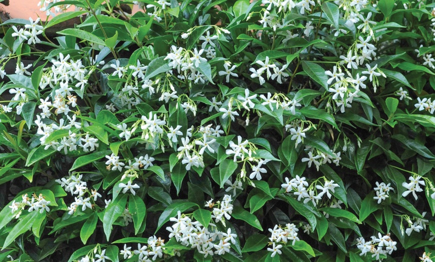 Image 5: Trachelospermum Jasminoides Plants - Two Litre