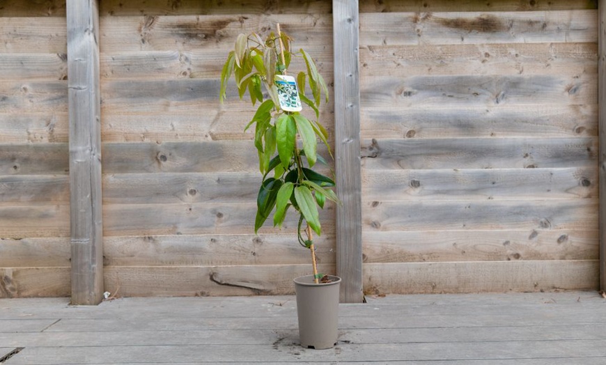 Image 2: Clematis Armandii 'Apple Blossom' 2-Litre Potted Plant