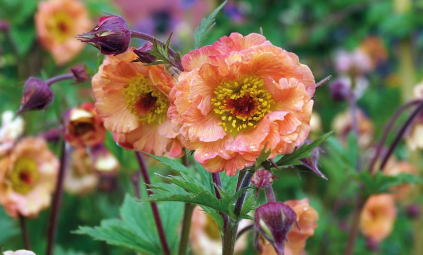 Image 3: Perennial Geum Collection - 3 or 6 Potted Plants
