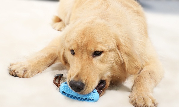 dog chew toothbrush