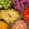 Image 1: Elegant Roses 24, 36, or 96 Long Stem Rose Bouquets from Rose Farmers (Choice of Color)