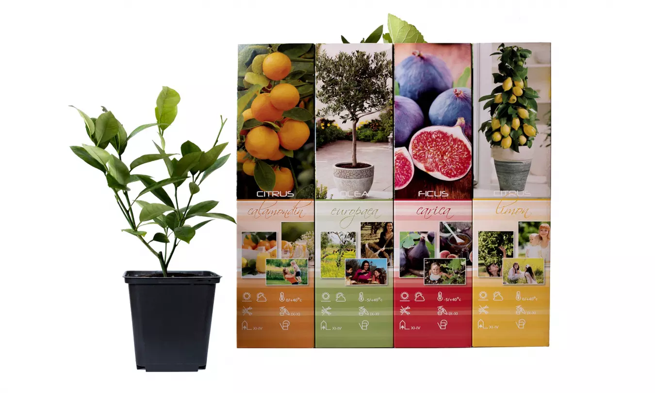 4 ou 8 plantes méditerranéennes