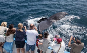 Up to 54% Off Whale Watching Cruise from Davey's Locker