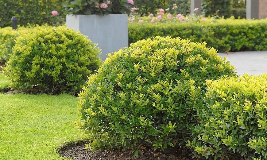 Image 1: Ilex crenata Dark Green