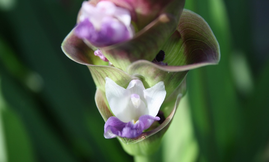 Image 2: 2 of 4 Curcuma Al Siam Splash planten