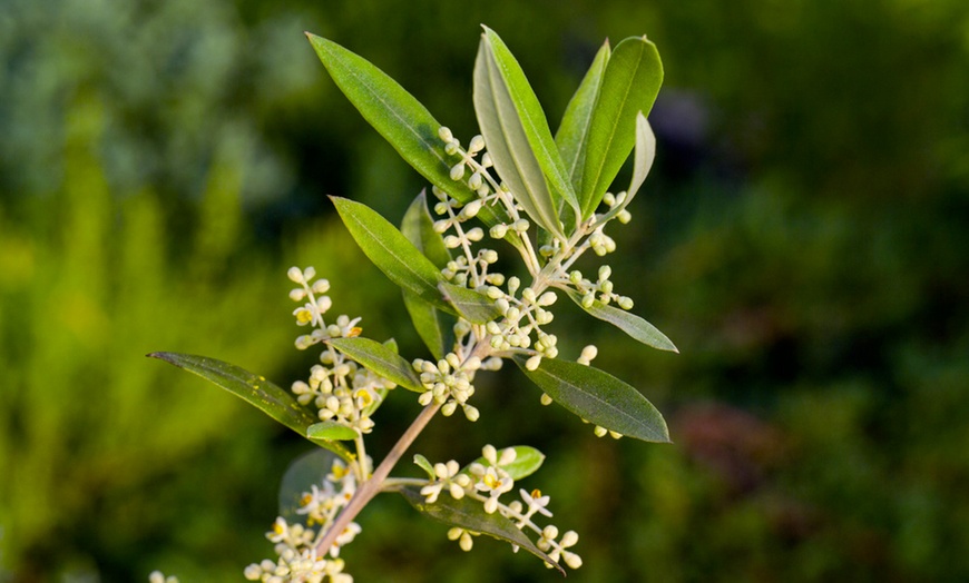 Image 3: Set di 2 alberi di ulivo