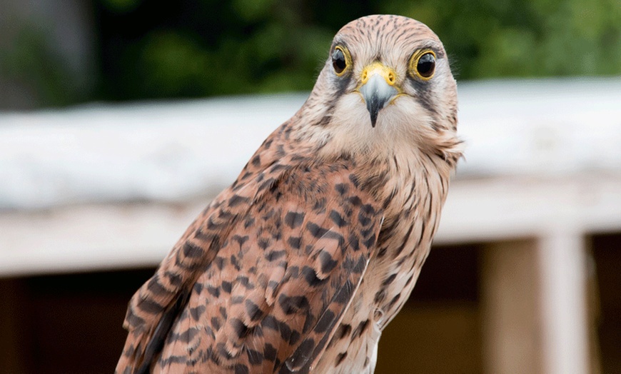 Image 4: Falconry Experience