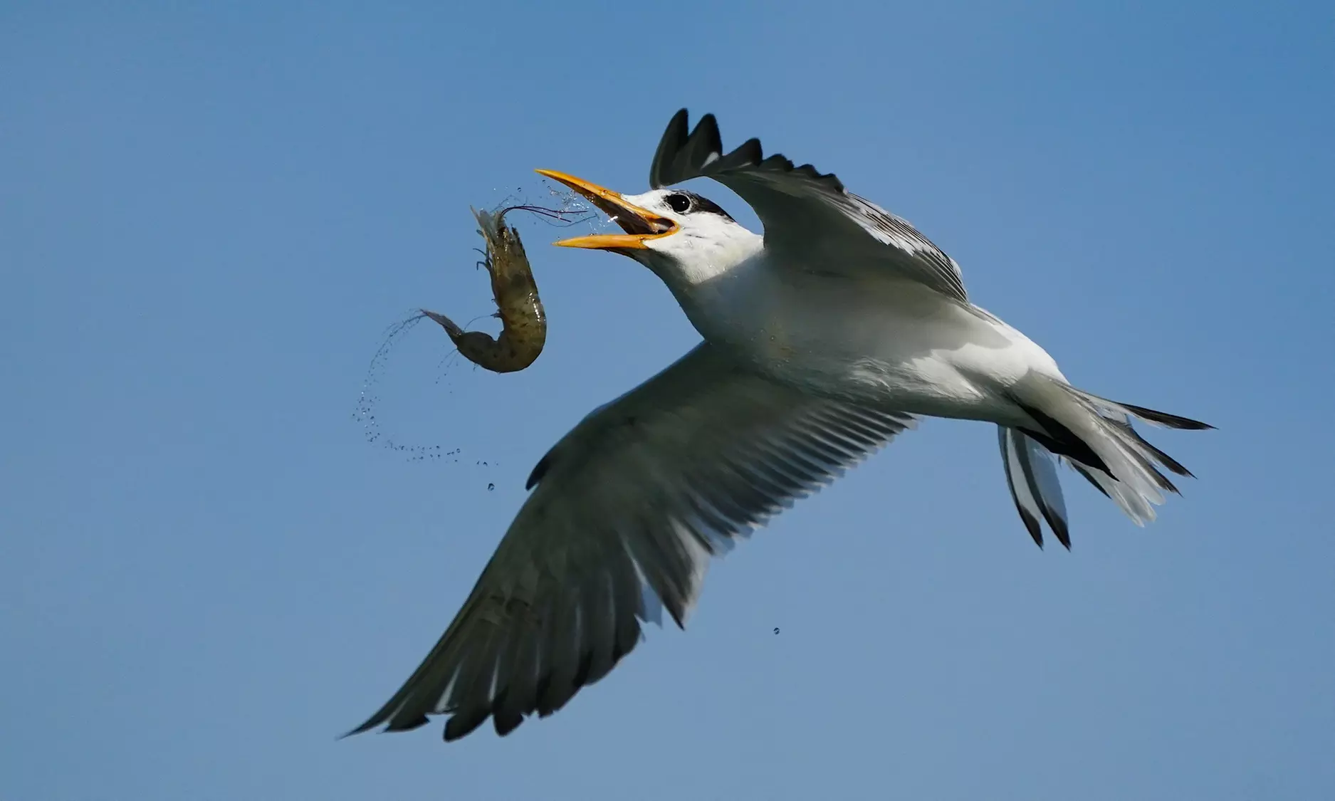 $2,500 for Florida Birds and More Photo Tour for One at Donald Mammoser Photography ($3,090 Value) - Primary Image