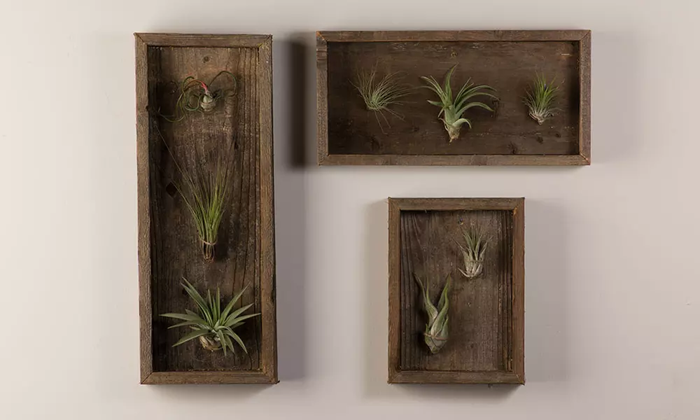 Air Plant Reclaimed Wall Decor - Primary Image