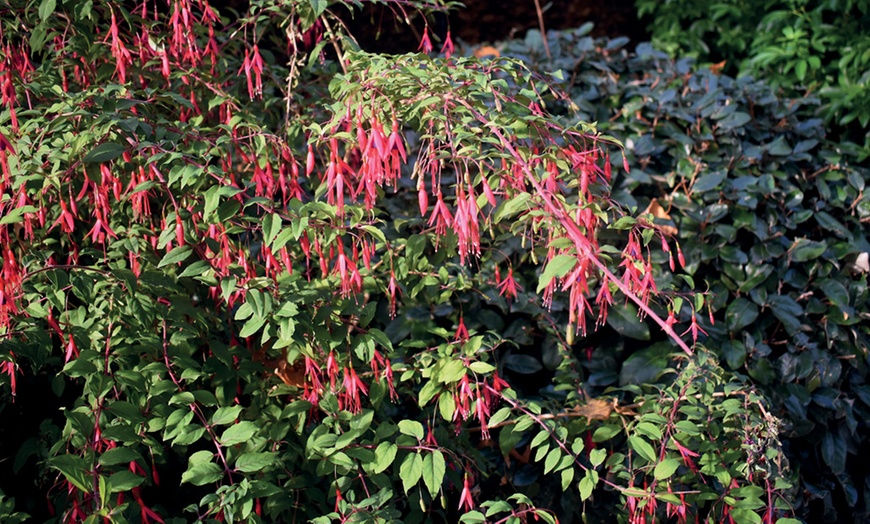 Image 4: Fuchsia Riccartonii Hardy Shrub - One or Three Plants