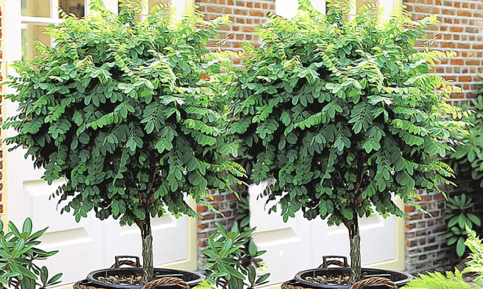 2x oder 4x Kugelakazie - Primary Image