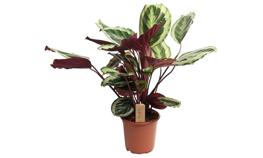 Image 3: Calathea, keuze uit 3 variëteiten