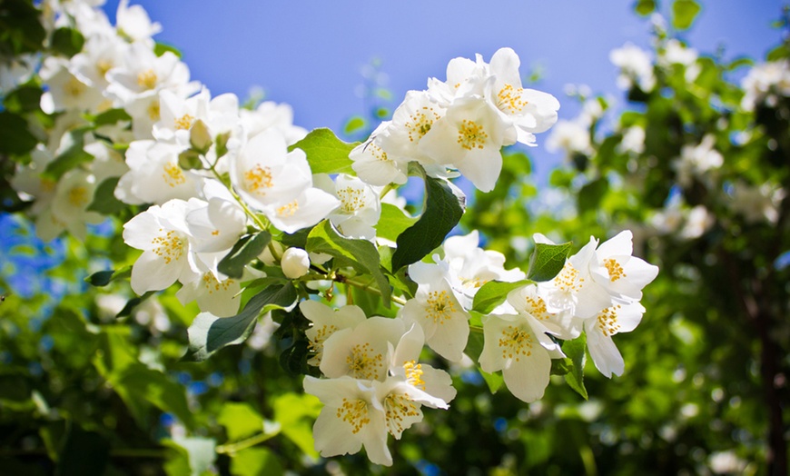 Image 6: Philadelphus Lemoinei Collection