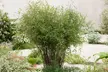Bis zu 6x winterharte, immergrüne Bambuspflanzen – nicht invasiv, pflegeleicht & ideal als exotische Hecke für Garten oder Terrasse - Second Medium