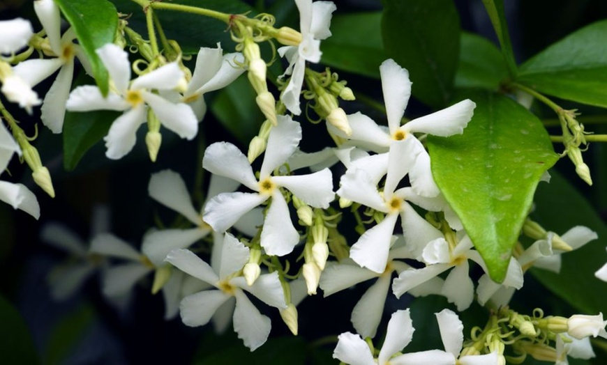 Image 3: Jasmine Trio Collection - 1 or 3 Potted Plants