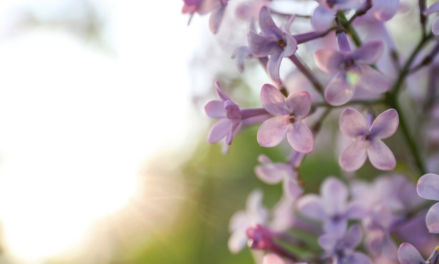 Image 3: Three Syringa Bloomerang Plants