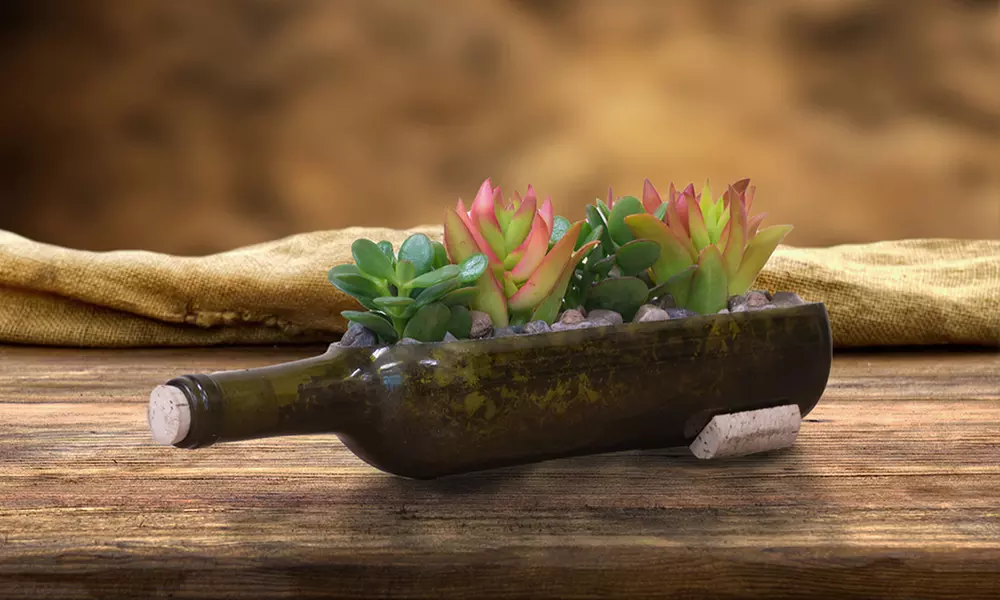 Reclaimed Pre-Cut Wine Bottle Planter with Succulents

 - Second Medium