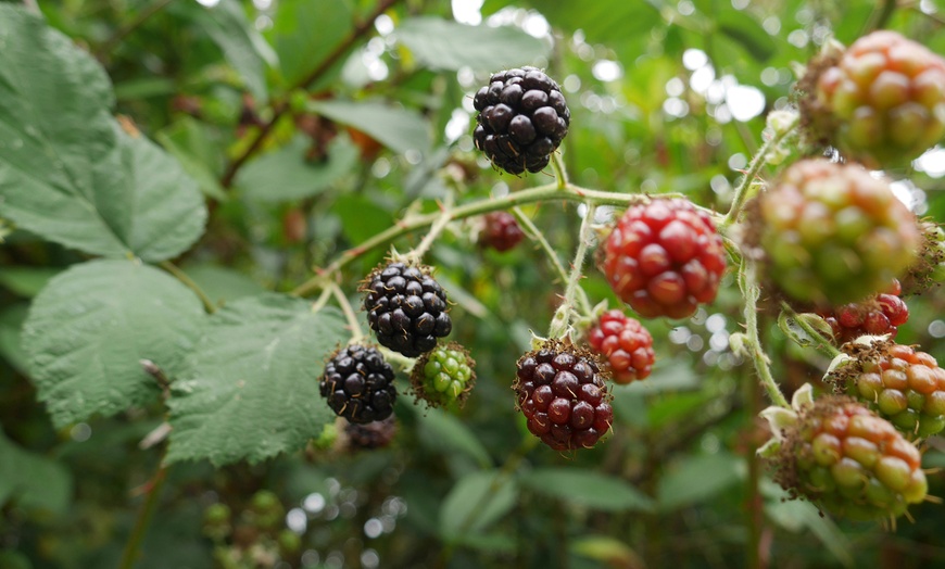 Image 18: 1, 2 o 4 piante da frutto di lamponi e ribes Rootz