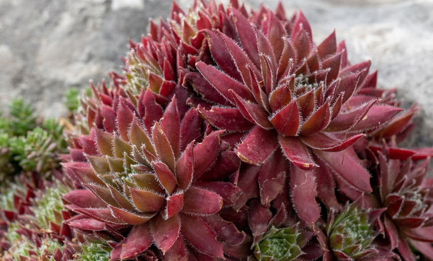 Image 2: 10 plantes Sempervivum