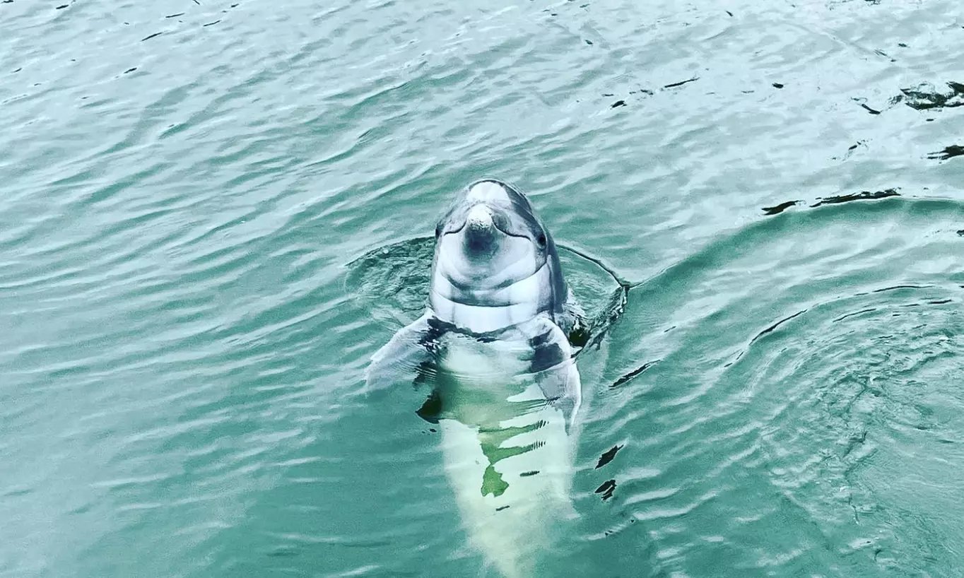 All-Ages Guided Dolphin, or Round Trip Ferry Tour w/ Local Guides & Coast Guard-Certified Boats in Hilton Head's Waters