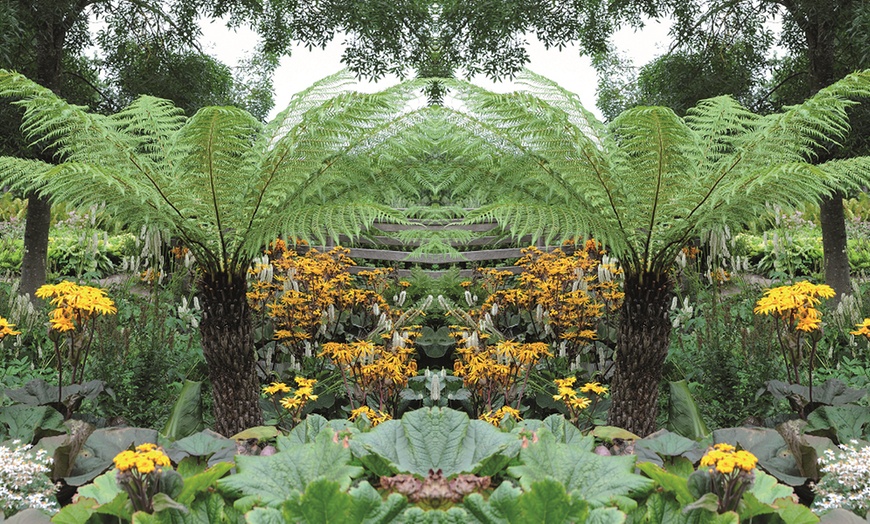 Image 1: One or Three Australian Tree Fern