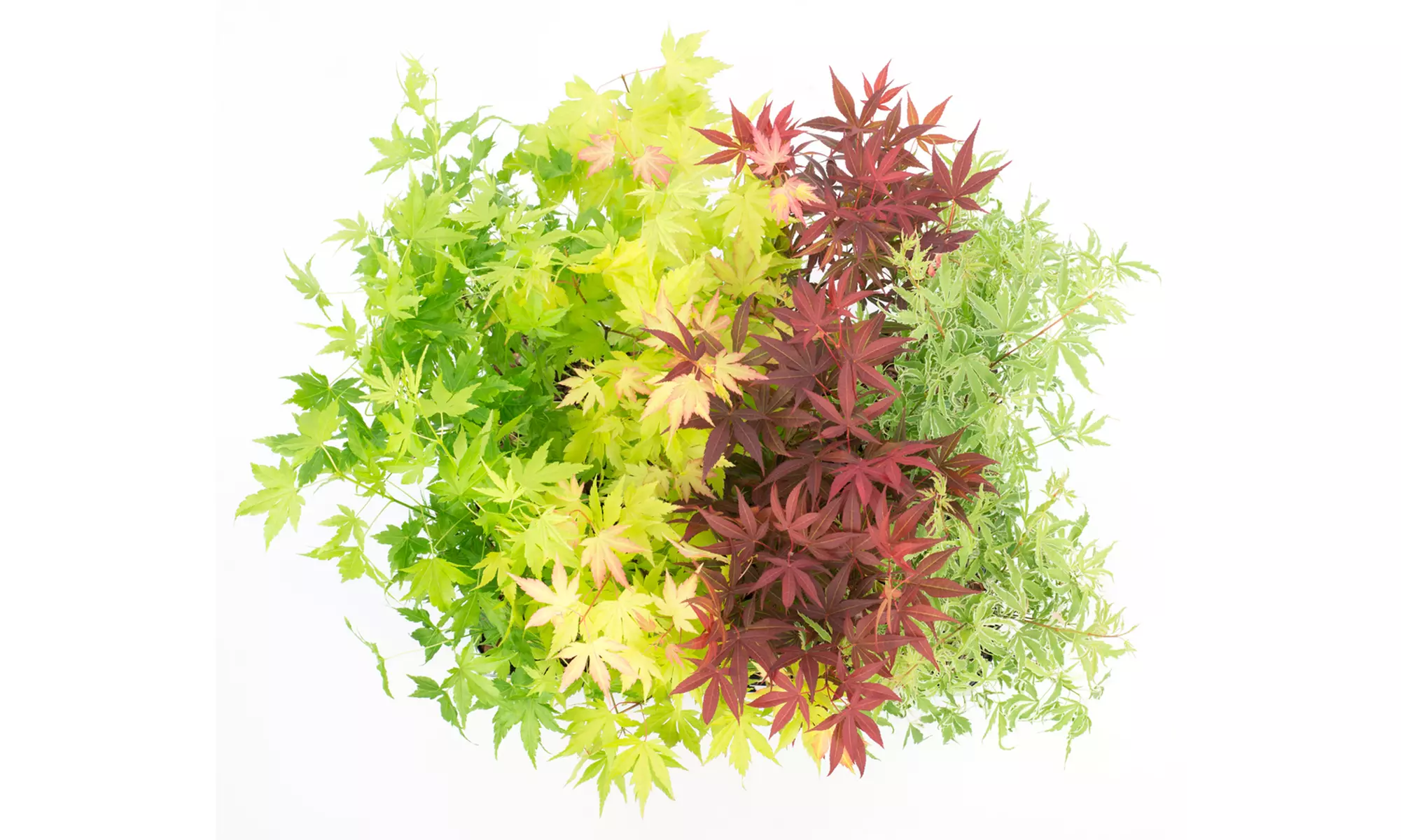 4er-Set Japanische Ahorne