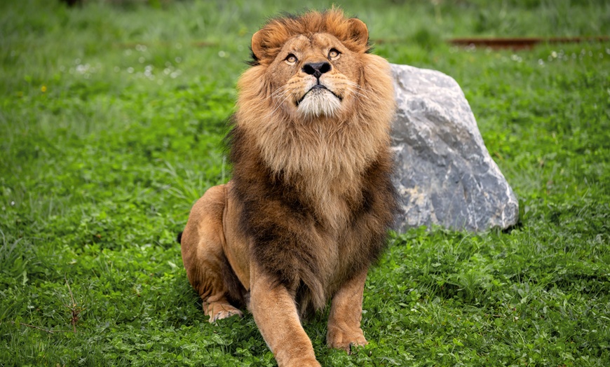 Image 3: Eintrittskarte für den Bellewaerde Park für 1 Person