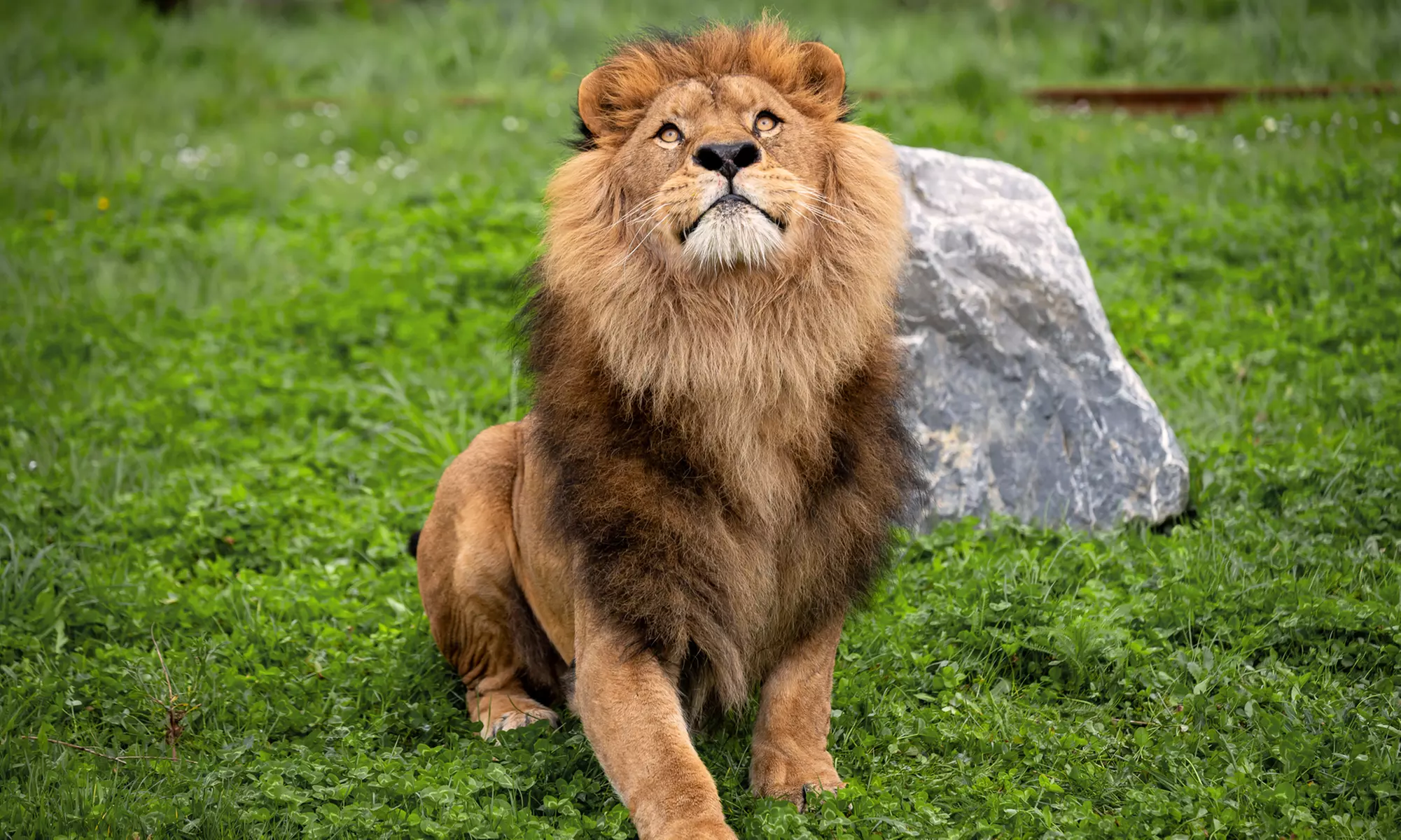 Eintrittskarte für den Bellewaerde Park für 1 Person