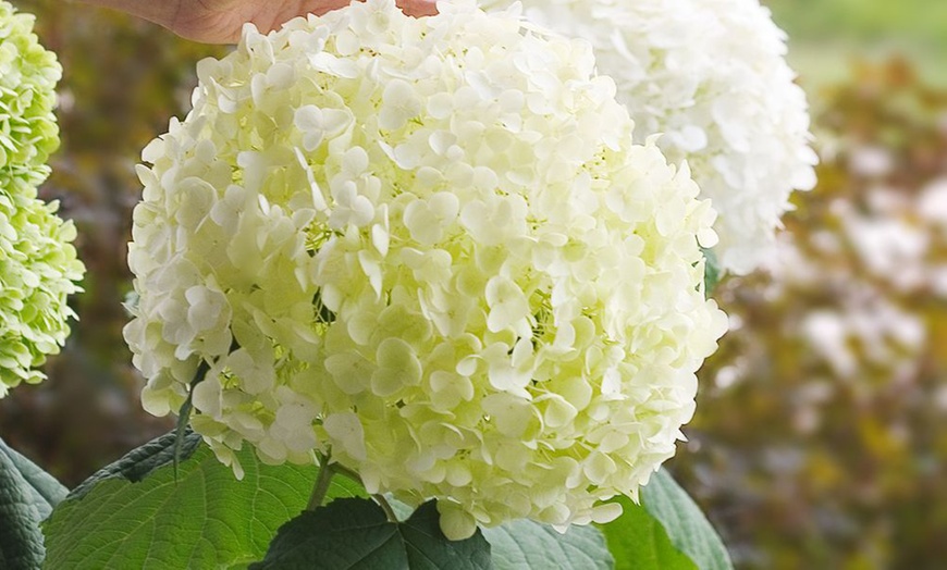 Image 5: One or Two Hydrangea  Annabelle Potted Plants